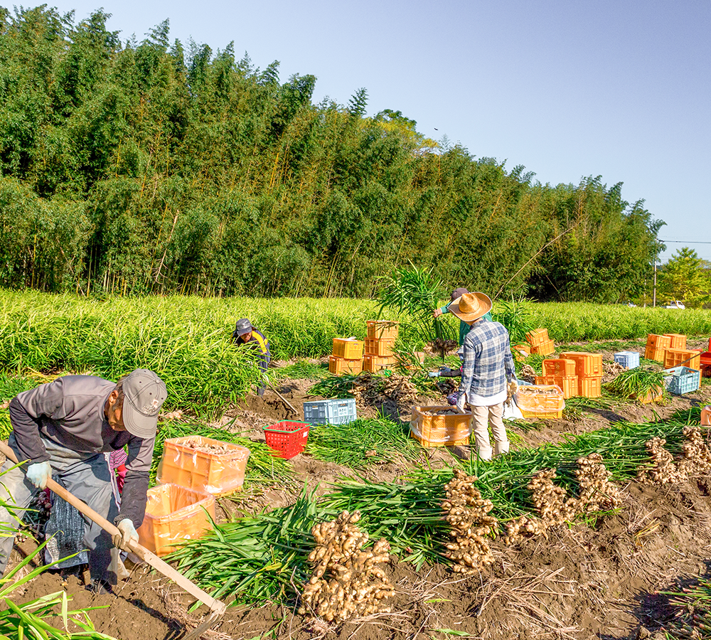 Kochi ginger farm harvest with freshly dug ginger and farmers in Japan