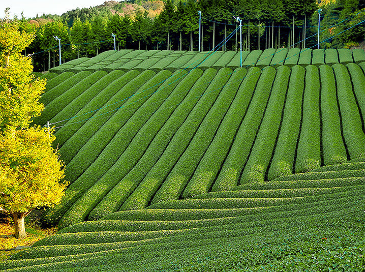 tea fields