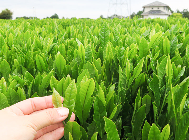 Shizuoka green tea leaves