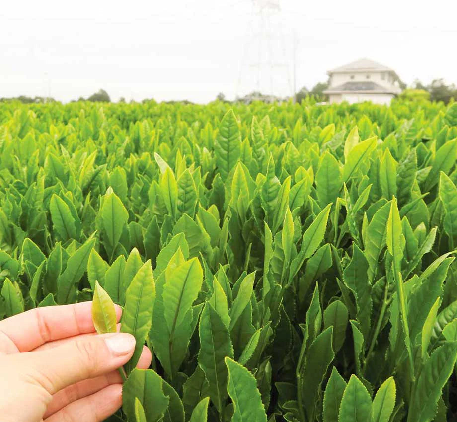 green-tea-fields