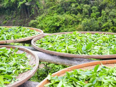 Sustainable Japanese Tea: How It’s Grown, Sourced, and Shared