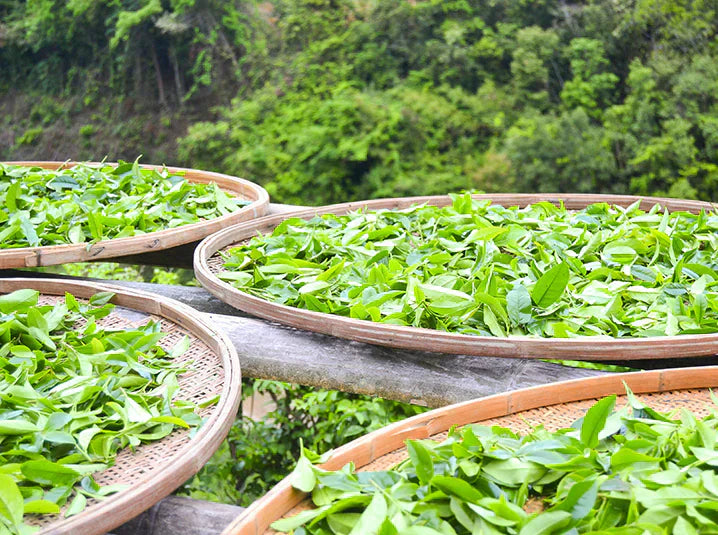 Sustainable Japanese Tea: How It’s Grown, Sourced, and Shared