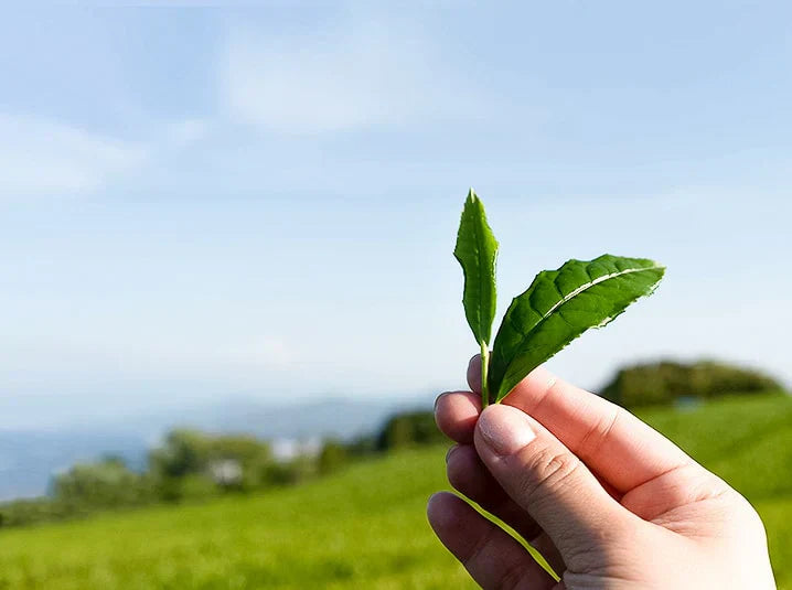 A hand delicately holding a freshly picked tea sprig with two young vibrant green leaves against a blue sky over rolling green tea fields in Shizuoka Japan