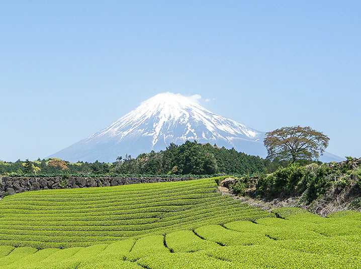 Green tea fields in Shizuoka Japan with a scenic view of snow-capped Mount Fuji in the background