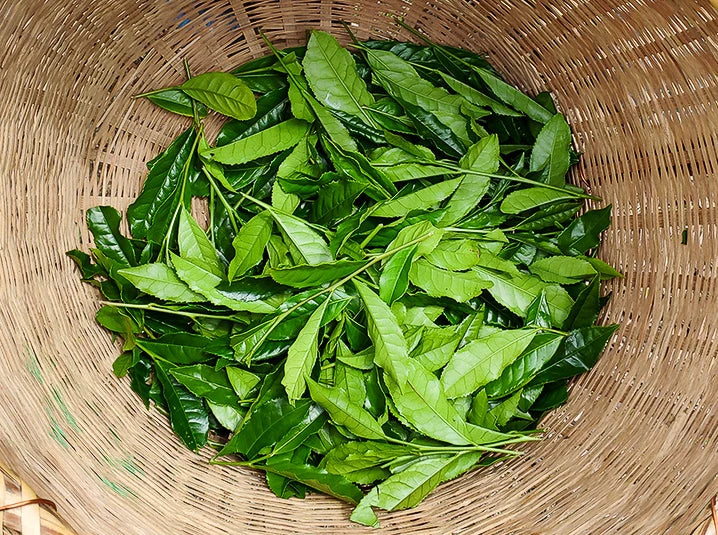 How Japanese Green Tea Is Made in 6 Steps: From Leaf to Cup