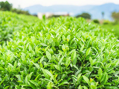 Japanese Tea Regions: Shizuoka, Uji, Kagoshima, and Beyond