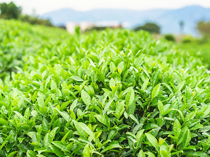 Close-up of lush green tea bushes with fresh growth tips in a Japanese tea plantation with mountains visible in the soft background