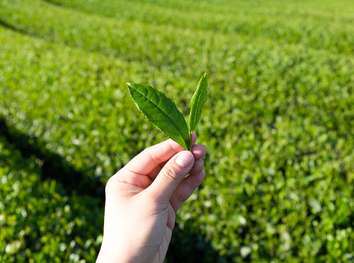 Close-up of a Japanese tea farmer's hand holding freshly picked green tea leaves with sunlit tea fields stretching into the distance
