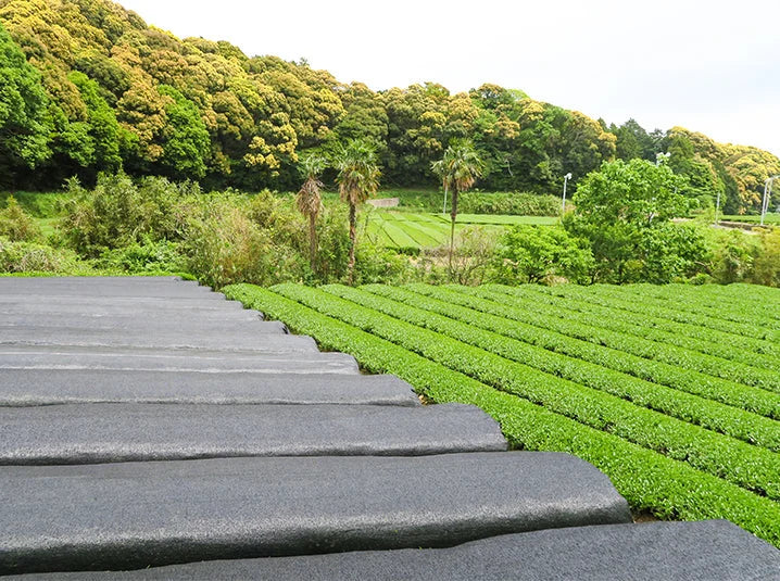 How Japanese Matcha Green Tea Powder is Made in Japan