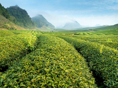 6 Ways Japanese Green Tea Production Supports Sustainability